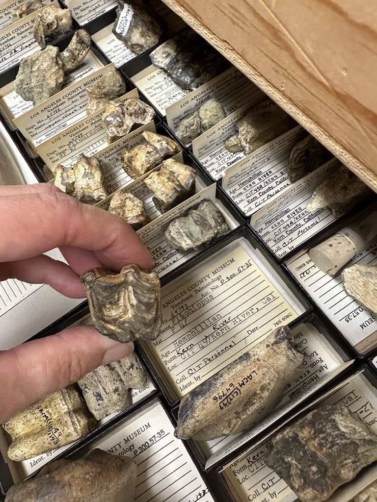 Museum specimen cabinet