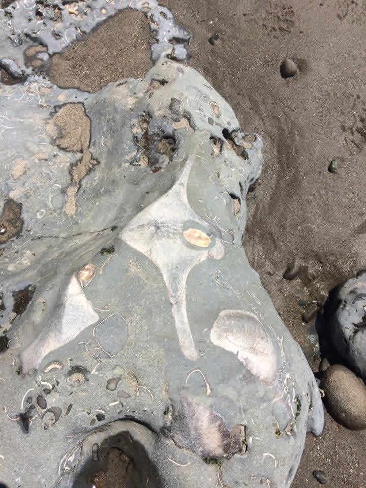 Fieldwork in California