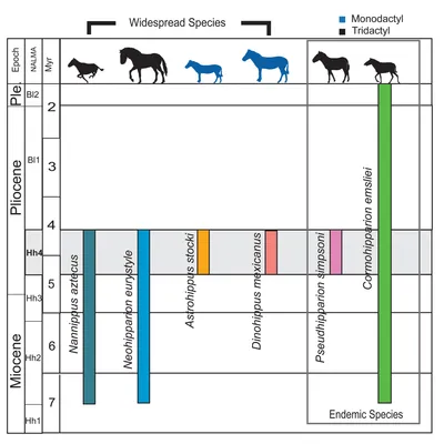 Geological range and North American Land Mammal Ages of latest Hemphillian equid faunas