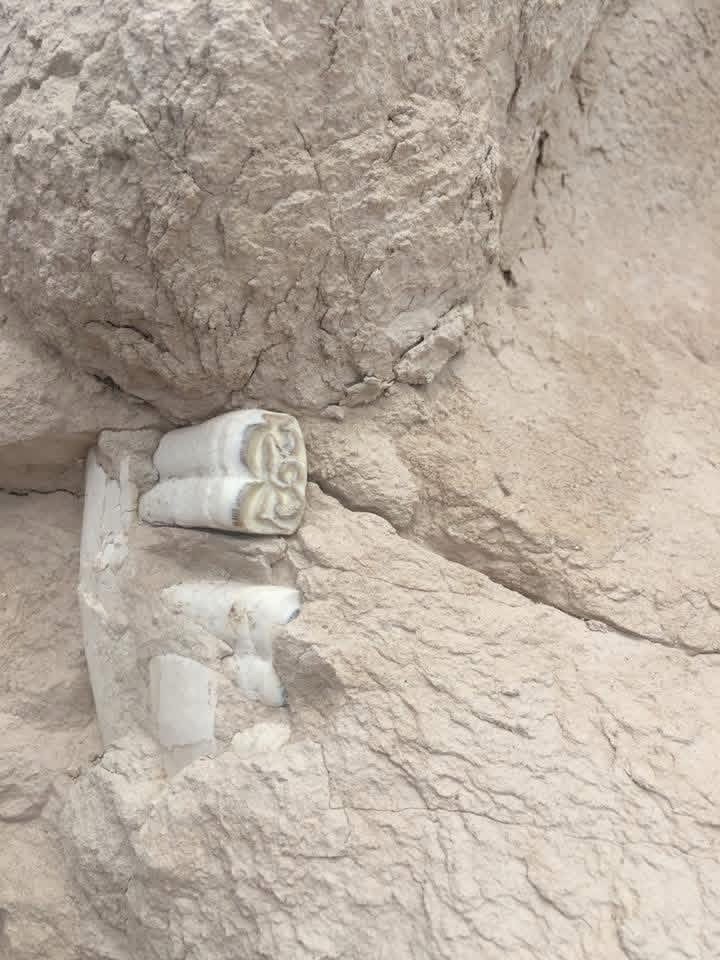 Horse tooth in situ