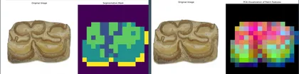 Fossil horse tooth segmentation mask and PCA visualization of patch features using deep learning
